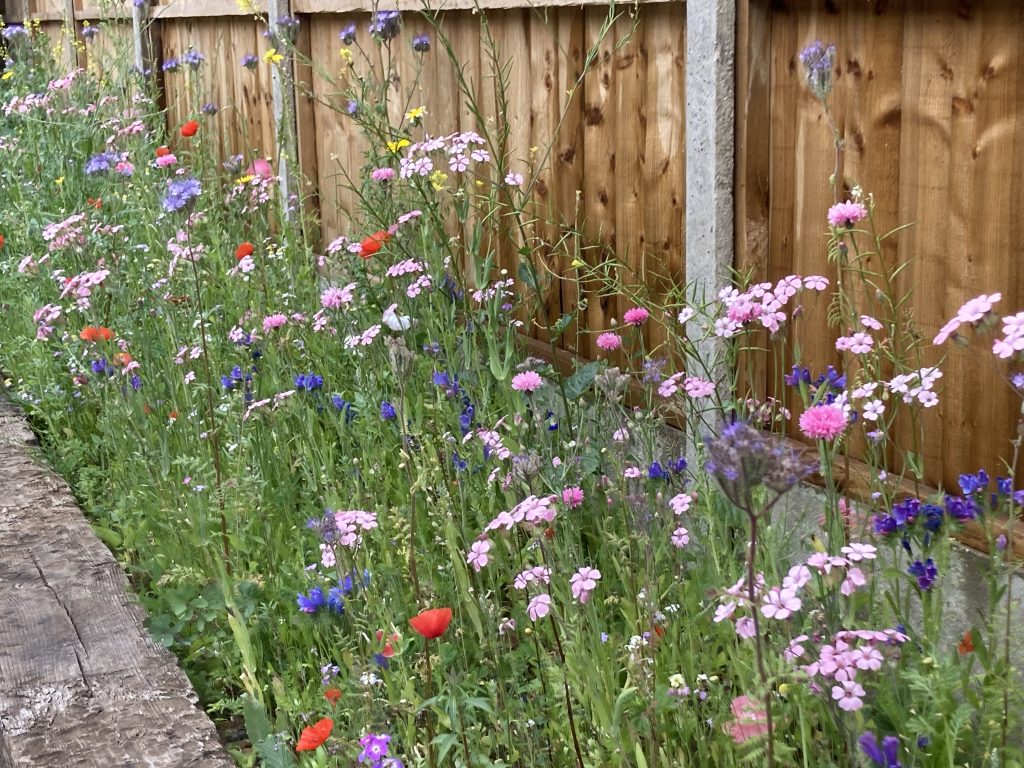 Homewood Wildflower Border